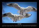 Möwen Fotokalender 2026 - 7