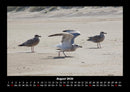 Möwen Fotokalender 2026 - 8
