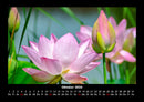 Pflanzen und Blüten Fotokalender 2026 - 10