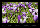 Pflanzen und Blüten Fotokalender 2026 - 12