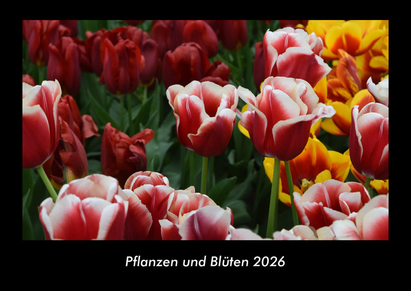 Pflanzen und Blüten Fotokalender 2026 - Hauptbild
