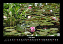 Pflanzen und Blüten Fotokalender 2026 - 6