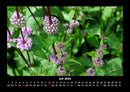 Pflanzen und Blüten Fotokalender 2026 - 7