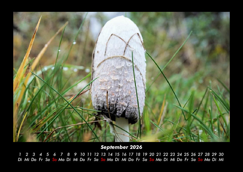 Pilzkalender Fotokalender 2026 - 9