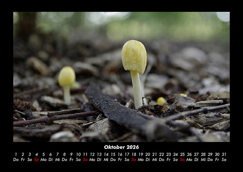 Pilzkalender Fotokalender 2026 - 10