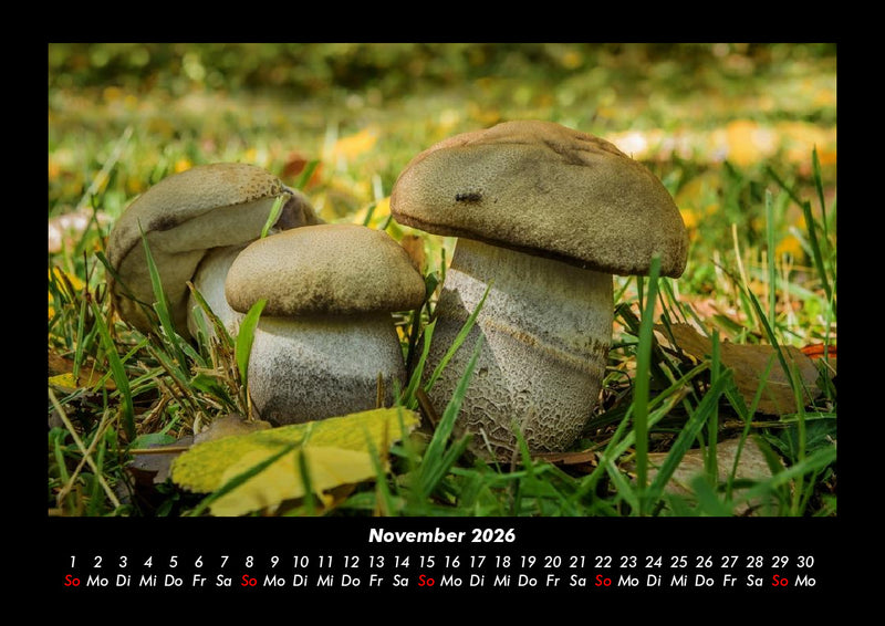 Pilzkalender Fotokalender 2026 - 11