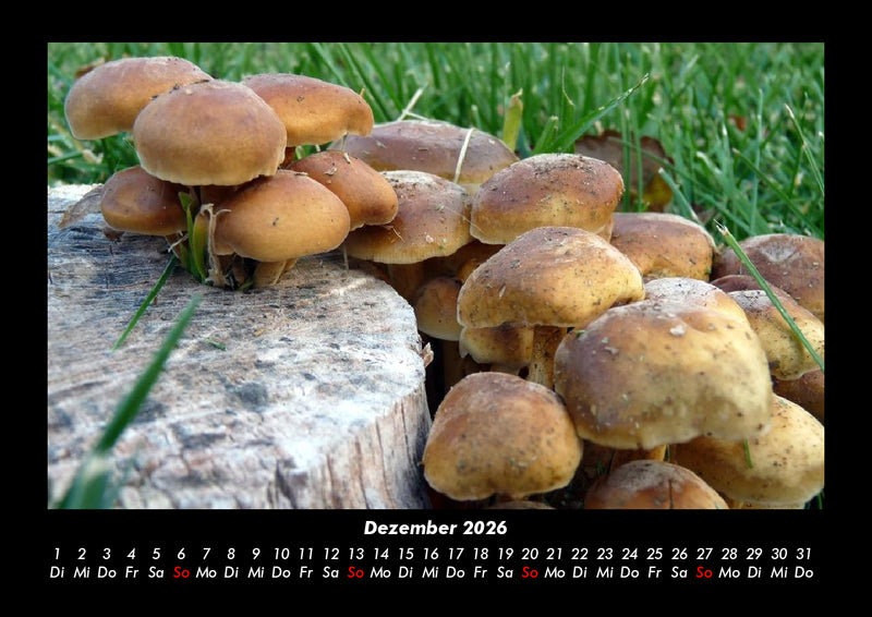 Pilzkalender Fotokalender 2026 - 12