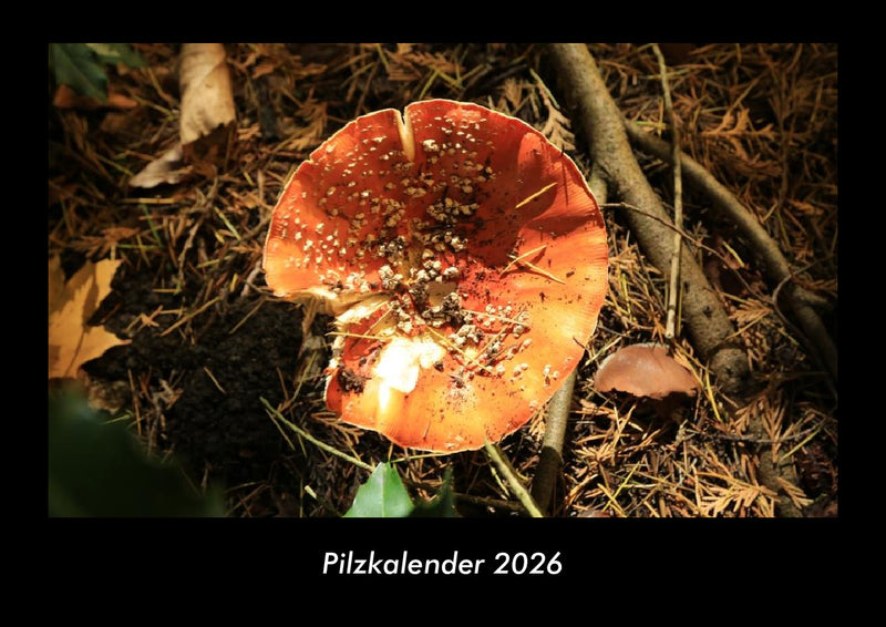 Pilzkalender Fotokalender 2026 - Hauptbild