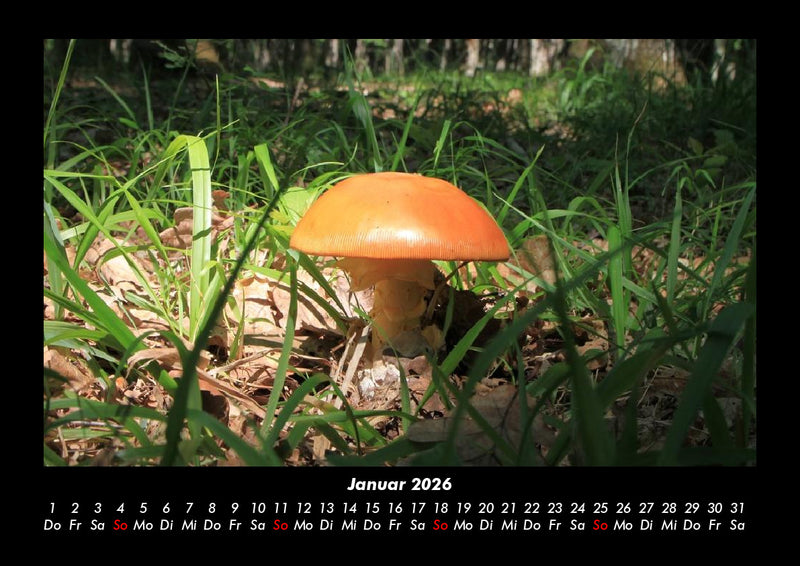 Pilzkalender Fotokalender 2026 - 1