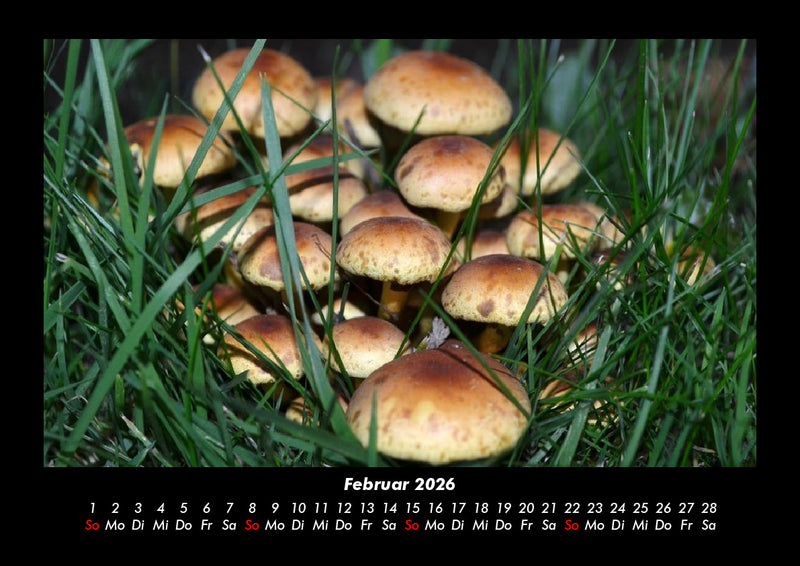 Pilzkalender Fotokalender 2026 - 2