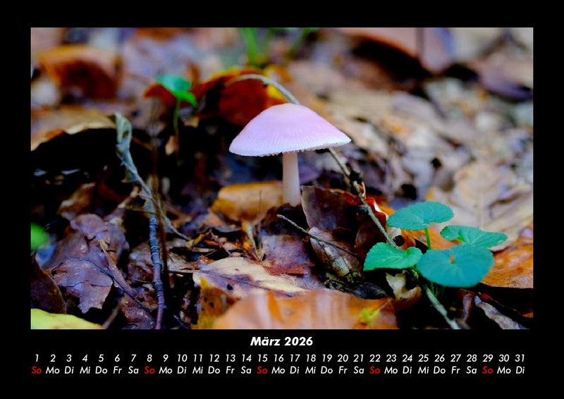 Pilzkalender Fotokalender 2026 - 3