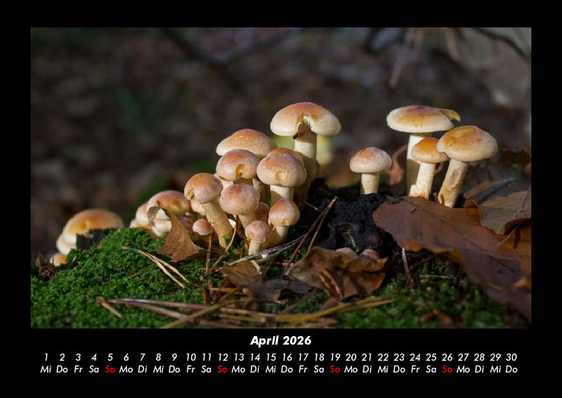 Pilzkalender Fotokalender 2026 - 4