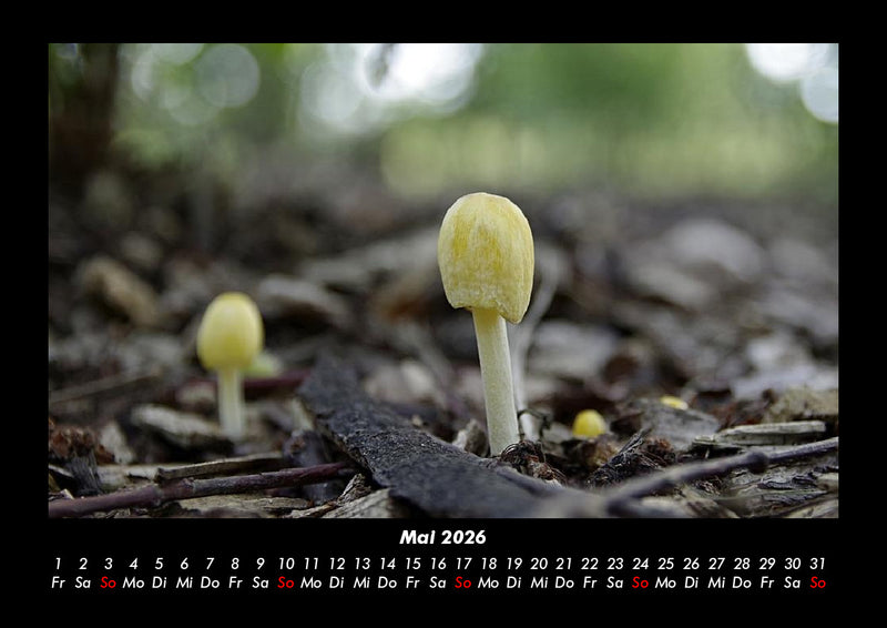 Pilzkalender Fotokalender 2026 - 5