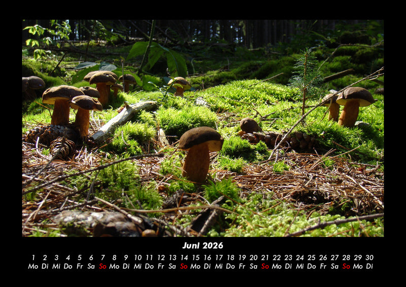 Pilzkalender Fotokalender 2026 - 6