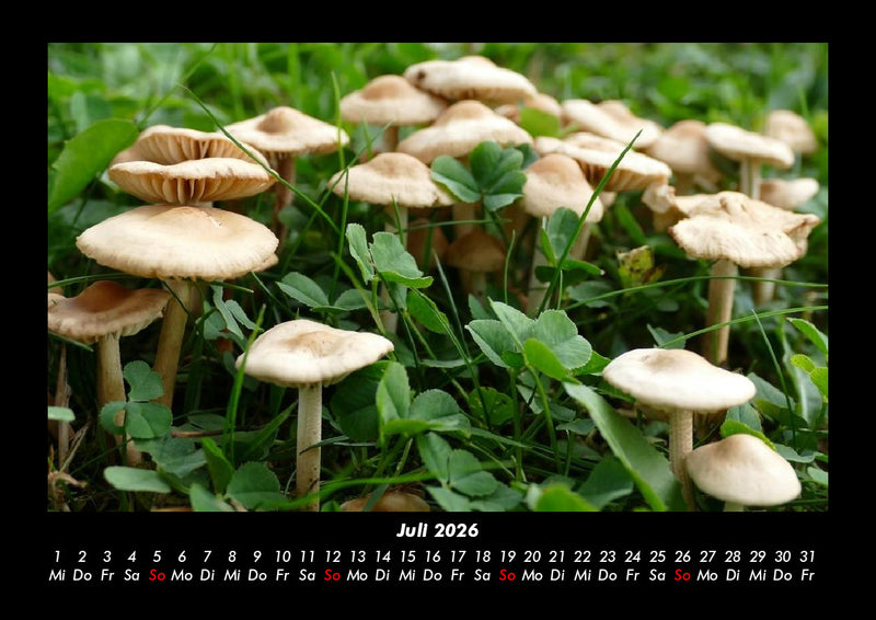 Pilzkalender Fotokalender 2026 - 7