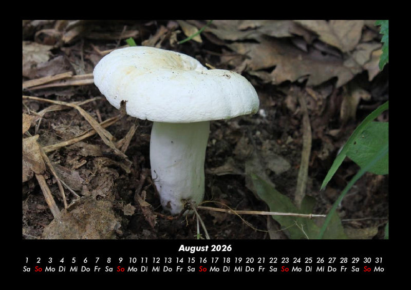 Pilzkalender Fotokalender 2026 - 8