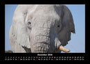 Elefanten  Fotokalender 2026 - 12
