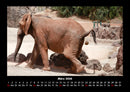 Elefanten  Fotokalender 2026 - 3