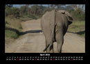 Elefanten  Fotokalender 2026 - 4