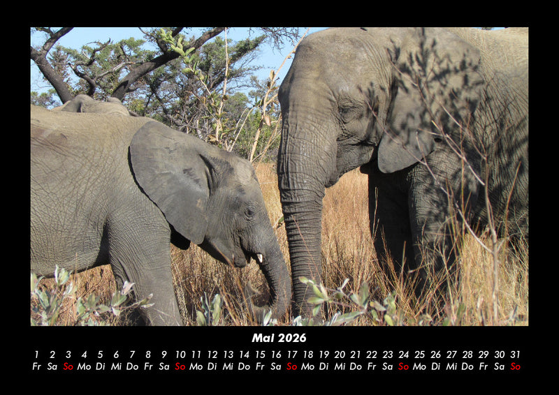 Elefanten  Fotokalender 2026 - 5