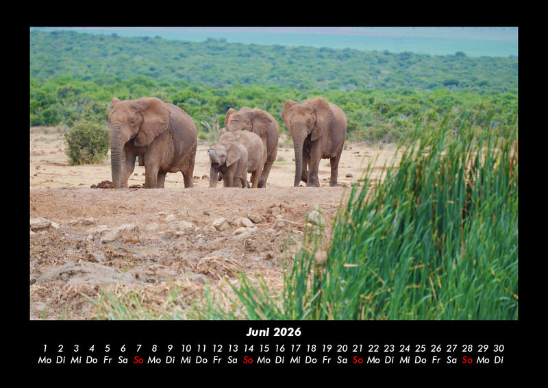 Elefanten  Fotokalender 2026 - 6