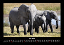 Elefanten  Fotokalender 2026 - 7