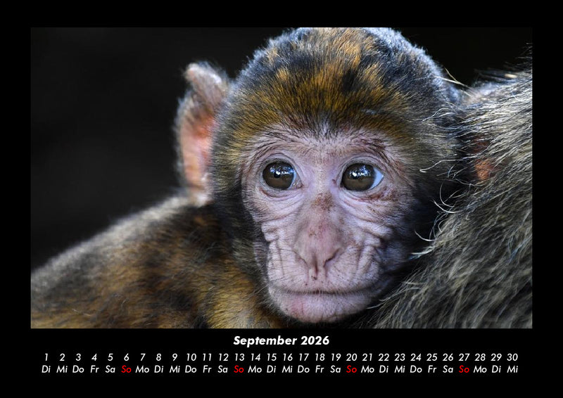 Tierkalender Fotokalender 2026 - 9