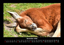 Tierkalender Fotokalender 2026 - 11