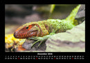Tierkalender Fotokalender 2026 - 12