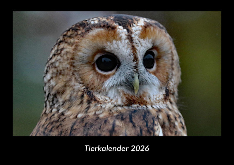 Tierkalender Fotokalender 2026 - Hauptbild