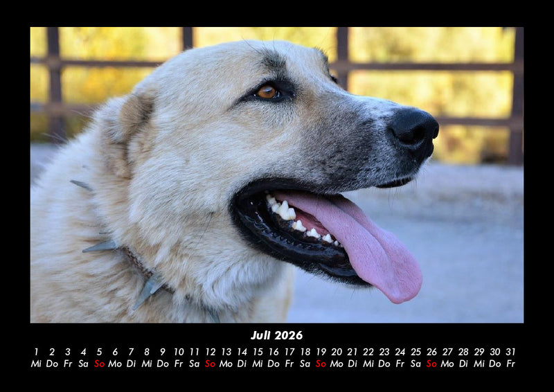 Tierkalender Fotokalender 2026 - 7