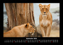 Löwen in der Wildnis Fotokalender 2026 - 9