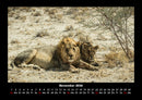 Löwen in der Wildnis Fotokalender 2026 - 11