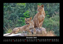 Löwen in der Wildnis Fotokalender 2026 - 12