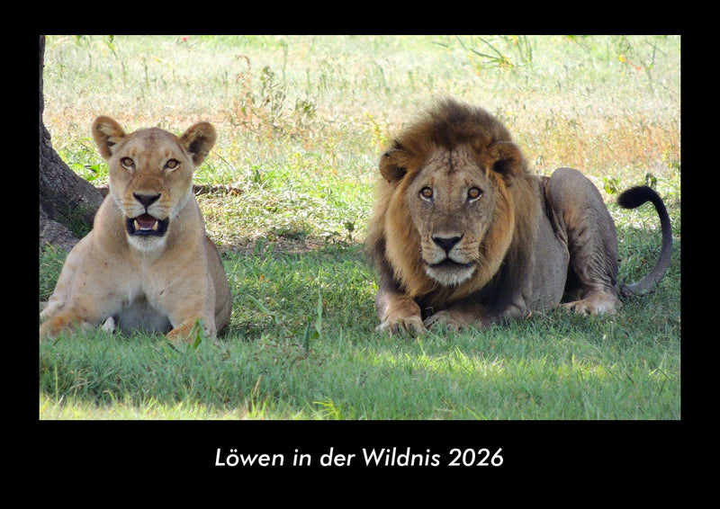 Löwen in der Wildnis Fotokalender 2026 - Hauptbild