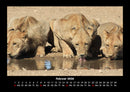 Löwen in der Wildnis Fotokalender 2026 - 2