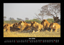 Löwen in der Wildnis Fotokalender 2026 - 6