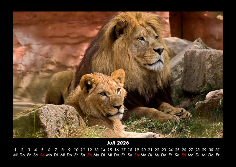 Löwen in der Wildnis Fotokalender 2026 - 7