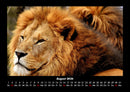 Löwen in der Wildnis Fotokalender 2026 - 8