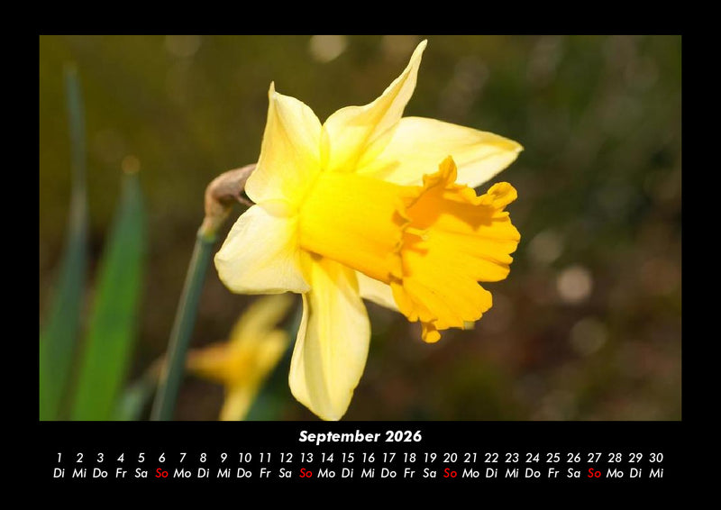 Blumenträume Fotokalender 2026 - 9