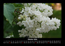 Blumenträume Fotokalender 2026 - 10
