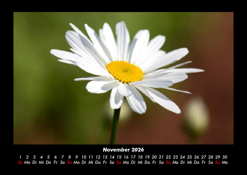 Blumenträume Fotokalender 2026 - 11
