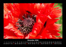 Blumenträume Fotokalender 2026 - 12
