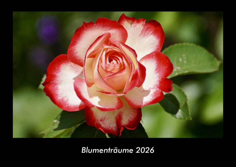 Blumenträume Fotokalender 2026 - Hauptbild
