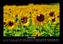 Blumenträume Fotokalender 2026 - 1