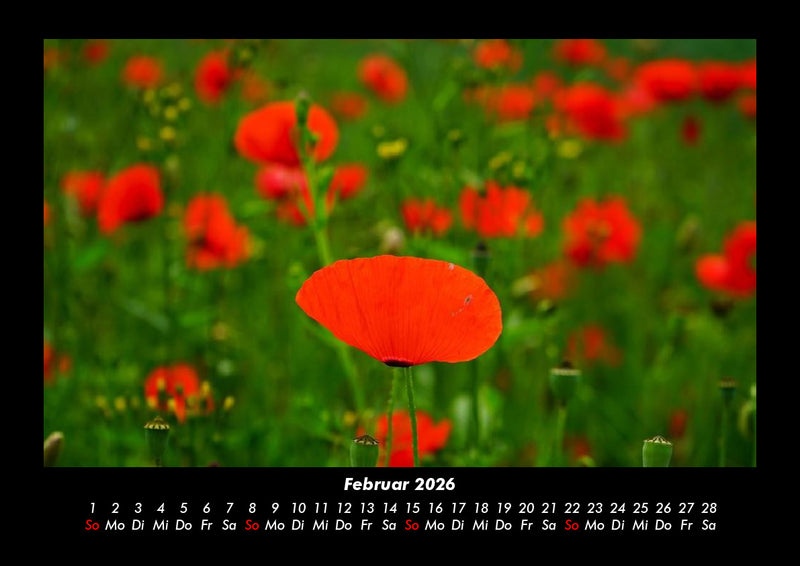 Blumenträume Fotokalender 2026 - 2