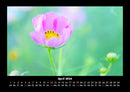 Blumenträume Fotokalender 2026 - 4