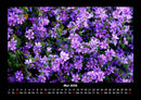 Blumenträume Fotokalender 2026 - 5