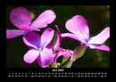 Blumenträume Fotokalender 2026 - 6