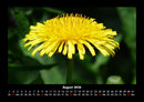 Blumenträume Fotokalender 2026 - 8